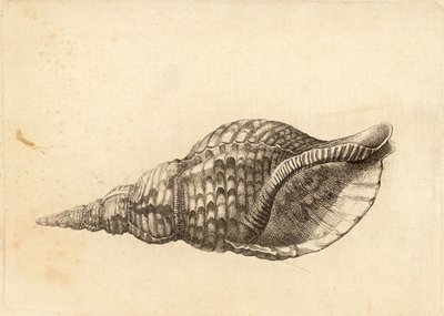 Charonia tritonis by Wenceslaus Hollar